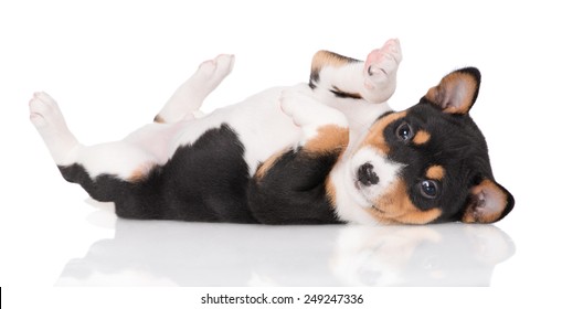 Cute Basenji Puppy Lying On His Back