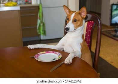 Cute Basenji is waiting for the service by master-waiter.