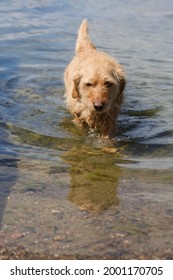 Cute Basset Fauve De Bretagne Bathing Outdoors