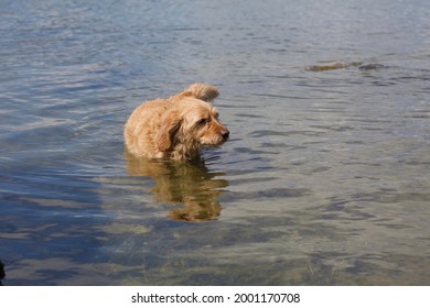 Cute Basset Fauve De Bretagne Bathing Outdoors