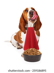 Cute Basset Hound Dog Licking Lips With A Napkin Tucked In His Collar In Front Of A Bowl Of Kibble Food