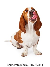 A Cute Basset Hound Dog Looking Up And Sticking His Tongue Out To Lick His Lips After Eating A Treat