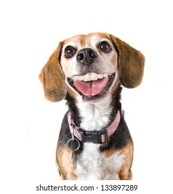 A Cute Beagle With A Big Grin Looking At The Camera