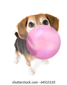 a cute beagle blowing a bubble
