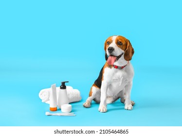 Cute Beagle dog with bath supplies on blue background - Shutterstock ID 2105464865