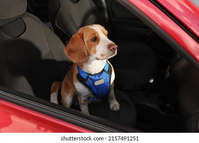 Cute Beagle Dog In Car. Adorable Pet