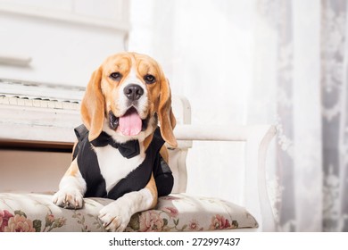 Cute beagle dog at home. Dressed dog. Funny dog - Powered by Shutterstock - Get 15% off with code: PIKWIZARD15