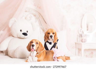 Cute beagle dog at home. Dressed dog. Funny dog - Powered by Shutterstock - Get 15% off with code: PIKWIZARD15
