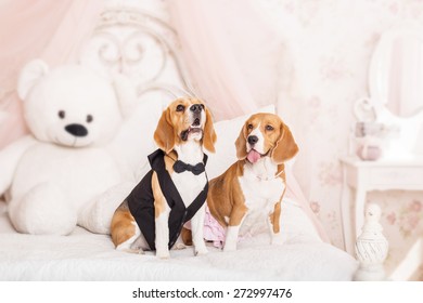 Cute beagle dog at home. Dressed dog. Funny dog - Powered by Shutterstock - Get 15% off with code: PIKWIZARD15