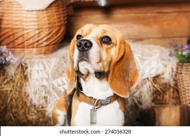 Cute beagle dog at home. Dressed dog. Funny dog - Powered by Shutterstock - Get 15% off with code: PIKWIZARD15