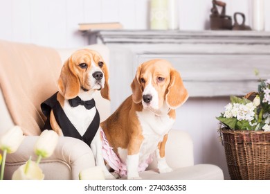 Cute beagle dog at home. Dressed dog. Funny dog - Powered by Shutterstock - Get 15% off with code: PIKWIZARD15
