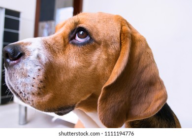 cute beagle dog lies on the floor close-up - Shutterstock ID 1111194776