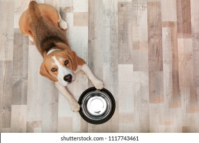 Cute Beagle Dog Lying On Floor Near Bowl, Top View