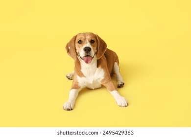 Lindo perro Beagle acostado