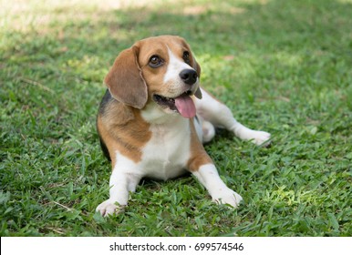 cute beagle dog lying on green grass, Portrait cute Beagle dog