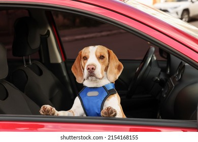 Cute Beagle Dog Peeking Out Car Window