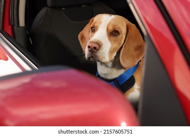 Cute Beagle Dog Peeking Out Car Window