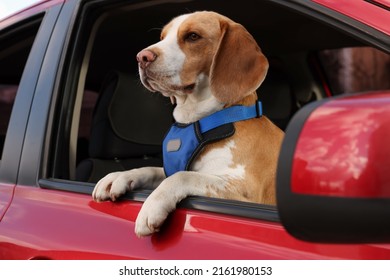 Cute Beagle Dog Peeking Out Car Window