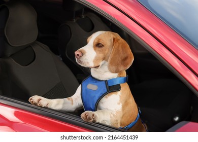 Cute Beagle Dog Peeking Out Car Window