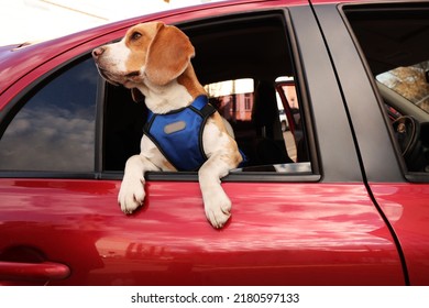 Cute Beagle Dog Peeking Out Car Window