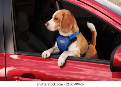 Cute Beagle Dog Peeking Out Car Window