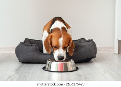 Cute Beagle Dog In Pet Bed Drinking Water From Bowl Near Light Wall