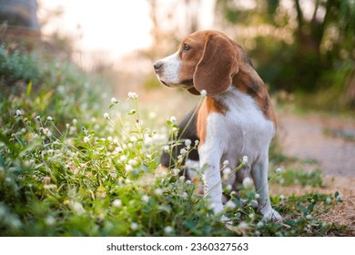 A cute beagle dog sitting on the wild flower field out door in the meadow. Focus on face,shallow depth of field.                 - Powered by Shutterstock