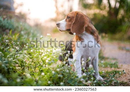 A cute beagle dog sitting on the wild flower field out door in the meadow. Focus on face,shallow depth of field.                