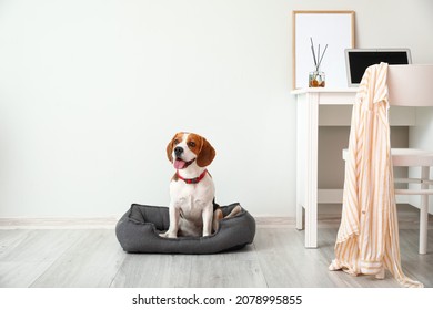 Cute Beagle dog sitting in pet bed near light wall