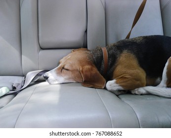 Cute Beagle Dog Sleep In Car