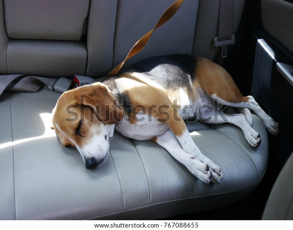 cute beagle dog sleep in a
car