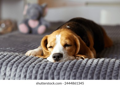 Cute beagle dog sleeps on a bed on a gray blanket. - Powered by Shutterstock