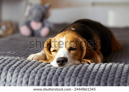 Cute beagle dog sleeps on a bed on a gray blanket.
