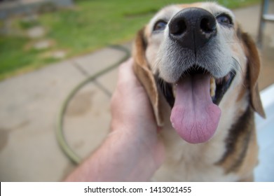 Cute beagle dog smiling for the camera while getting her ear scratched