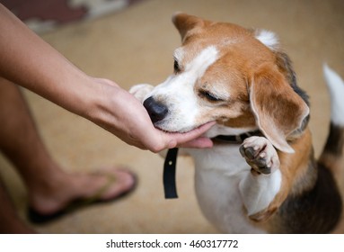 Cute Beagle Dog Sniffing Human Hand