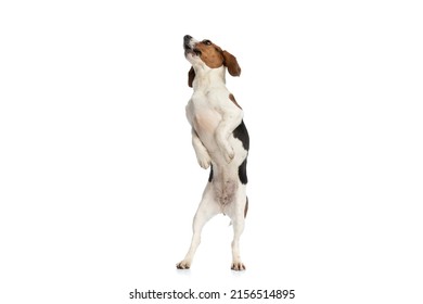 cute beagle dog standing on hind legs and barking, protecting his territory on white background