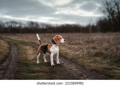 Cute Beagle Dog Standing Outdoor Against Overcast Autumn Nature Background. Hunting Dog With Collar GPS Tracker For Activity And Location Monitoring