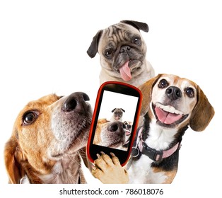 cute beagle looking at the camera while taking a selfie with another beagle and a pug on isolated white background studio shot