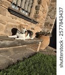 Cute beagle in the outdooors 