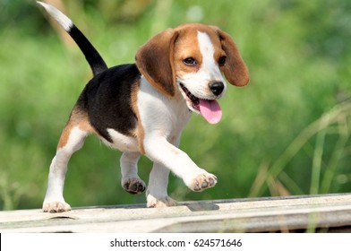 Cute Beagle Puppy