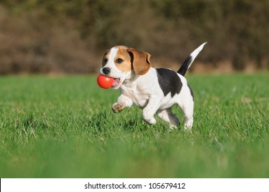 juguetes para beagle