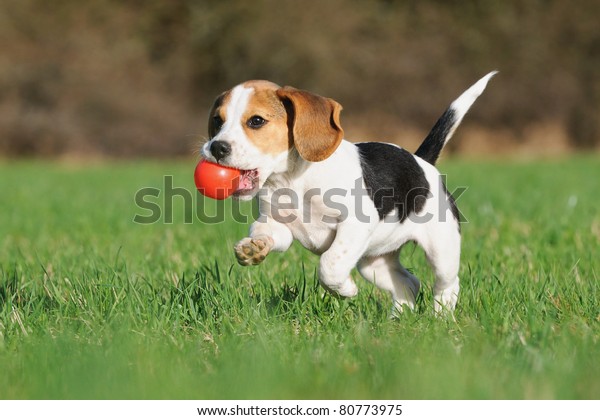 赤いボールで草地を幸せに走る3ヶ月のかわいいビーグルの子犬 の写真素材 今すぐ編集