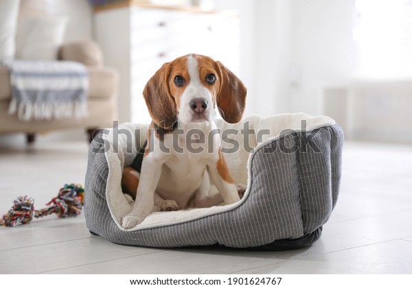Cute Beagle\
puppy in dog bed at home. Adorable\
pet