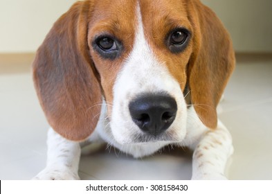 Cute Beagle Puppy Dog Eye Focus Stock Photo 308158430 | Shutterstock