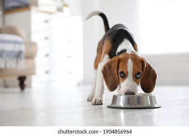 Cute Beagle Puppy Eating At Home. Adorable Pet