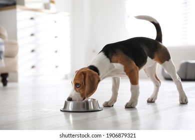 Cute Beagle Puppy Eating At Home. Adorable Pet