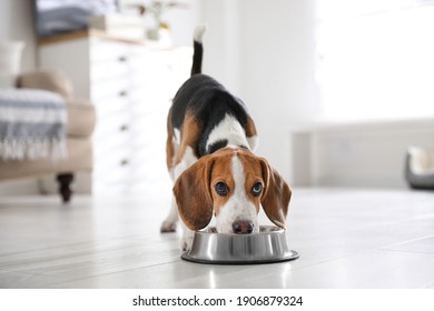 Un cachorro Beagle lindo comiendo en casa. Mascota Adorable