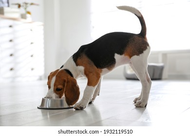Cute Beagle puppy eating at home. Adorable pet - Shutterstock ID 1932119510