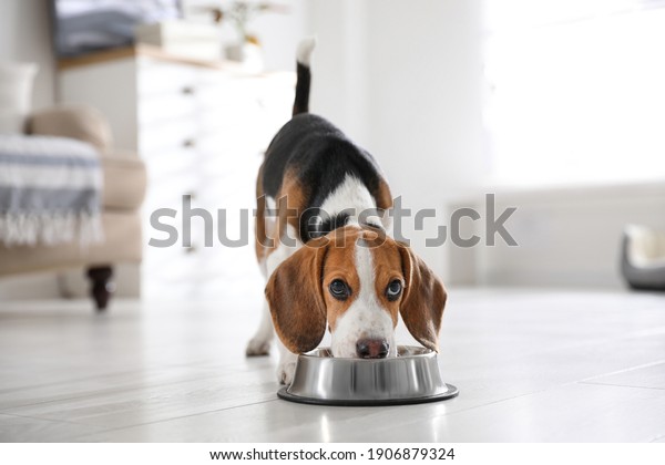 Cute Beagle\
puppy eating at home. Adorable\
pet