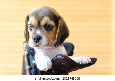 cute beagle puppy head closeup